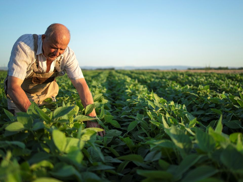 Assistência Agrícola